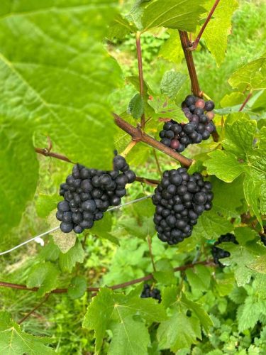 NorthCourtVineyardGrapes