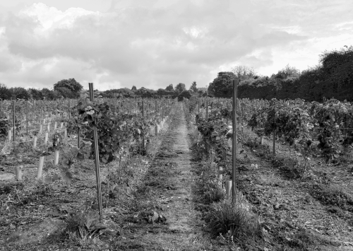 North Court Vineyard