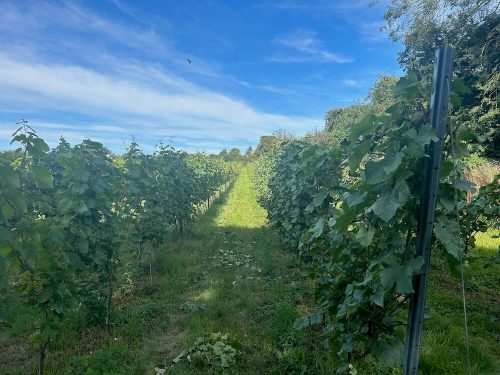 vineyard