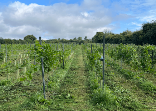 vineyard
